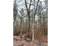 Mature trees in wooded area at 1178 Great Falls Hwy, Chester, SC 29706