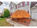 Landscaped front yard with a large, vibrant tree and a walkway to the entrance at 6071 Underwood Ave, Charlotte, NC 28213