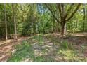Path through a wooded area with lush vegetation at 5621 Mount Olive Church Rd, Charlotte, NC 28278