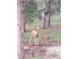 Deer in a wooded area at 3619 Estates Cir, Larkspur, CO 80118