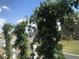 Two healthy hop plants growing along a fence at 10790 E 163Rd Ct, Brighton, CO 80602