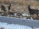 Three deer in a snowy field near a fence at 4163 Eagle Tail Ln, Castle Rock, CO 80104