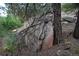 Close-up of a large rock formation with tree roots intertwining at 13927 Dancing Bear Trl, Littleton, CO 80127