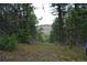 A tranquil forest path leads towards a mountain vista at 13927 Dancing Bear Trl, Littleton, CO 80127