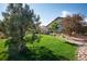 Large backyard with lush grass and mature pine tree providing shade at 2453 Reserve St, Erie, CO 80516