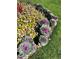 Landscaped border with purple cabbage and flowers at 9385 E Center Ave # 1D, Denver, CO 80247