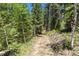 Peaceful wooded trail leading through the property's landscape at 12171 S Critchell Ln, Littleton, CO 80127