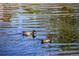 Two ducks swimming peacefully in a calm pond at 13991 E Marina Dr # 505, Aurora, CO 80014