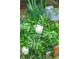 White peonies and lush greenery in garden at 5868 Routt St, Arvada, CO 80004