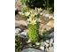 White lilies and other plants in a garden bed at 4444 N Meadows Dr, Castle Rock, CO 80109