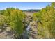 Aerial view of a creek running through the property, surrounded by lush green trees at 4880 Tall Horse Trl, Sedalia, CO 80135