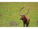 Large bull elk in a field at 25853 Mount Vernon Rd, Golden, CO 80401