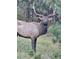 Large bull elk in a wooded area at 6474 Lone Eagle Rd, Golden, CO 80403