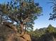 A rugged pine tree growing on a rocky hillside at 7 Canyon Pines Dr, Arvada, CO 80403