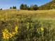 Yellow wildflowers in a field against a background of trees and hills at 7 Canyon Pines Dr, Arvada, CO 80403