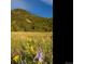 Image of wildflowers in a field with a mountain in the background at 7 Canyon Pines Dr, Arvada, CO 80403