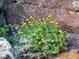 Vibrant yellow wildflowers thriving against a rocky backdrop at 7 Canyon Pines Dr, Arvada, CO 80403