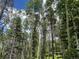 Lush forest with tall aspen and pine trees at 106 Brook Rd, Evergreen, CO 80439