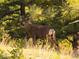 A deer in a wooded area at 63 Canyon Pines Dr, Arvada, CO 80403