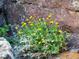Close-up of yellow wildflowers growing near rocks at 63 Canyon Pines Dr, Arvada, CO 80403