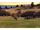 Majestic elk grazing in open pasture at sunset at 8006 Trinity Peak Ln, Castle Rock, CO 80108