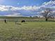 Horses graze peacefully in a lush green pasture with distant houses at 3188 S County Road 137, Bennett, CO 80102