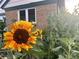 Large sunflower in front of brick building at 3075 Elm St, Denver, CO 80207