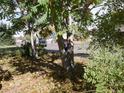 Landscaped yard with mature trees and a partially visible street at 765 S Krameria St, Denver, CO 80224