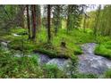Small stream running through a lush green forest at 133 Adams Way, Breckenridge, CO 80424