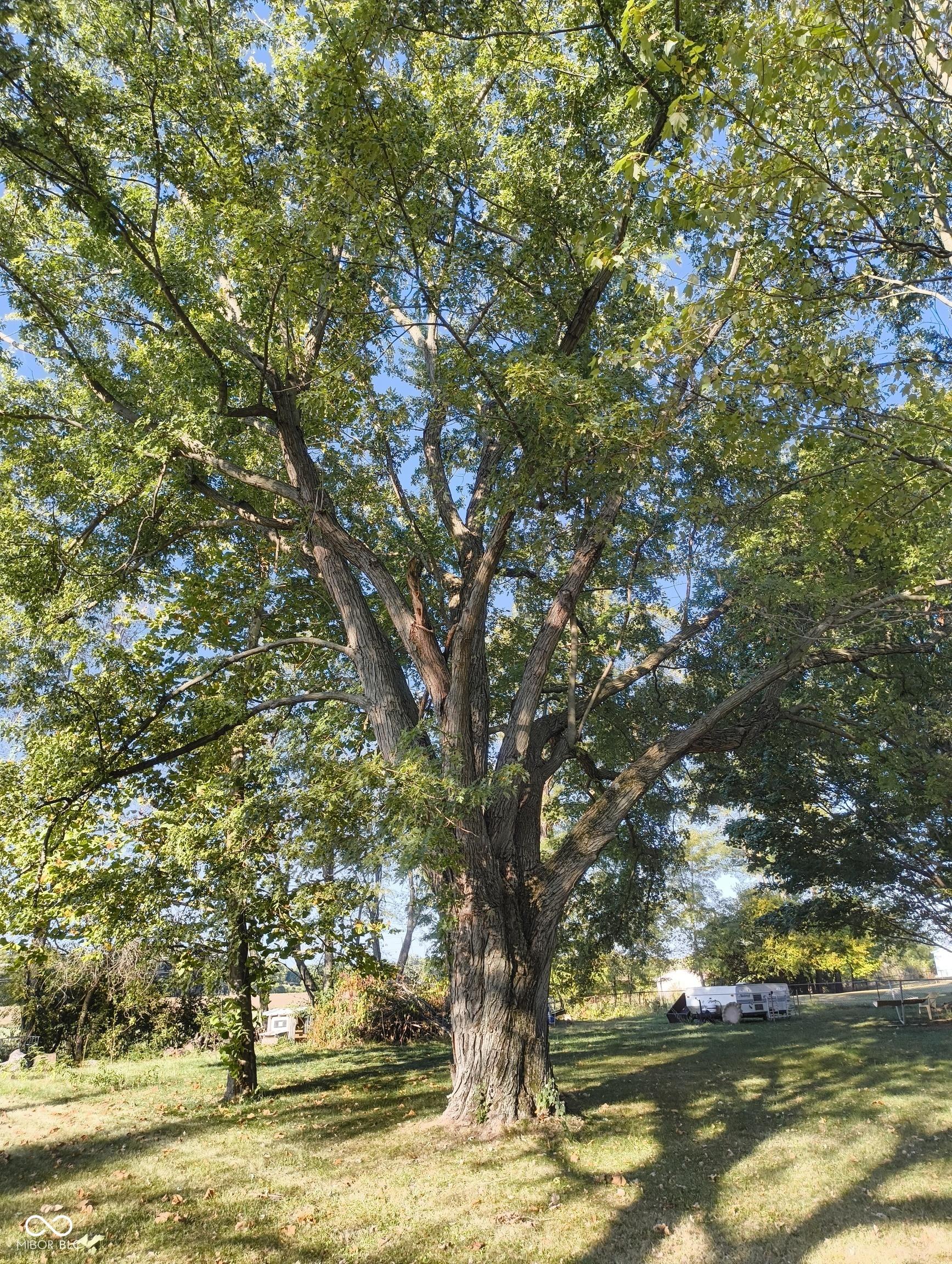 Photo #37