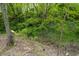 Wooded area with lush green trees and plants at 29 Blue Water Dr, Cicero, IN 46034