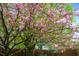 Beautiful cherry tree in full bloom at 1507 Broadway St, Indianapolis, IN 46202