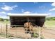 Three horses in a covered shelter with a metal fence at 9407 N Whitney Way, Monrovia, IN 46157