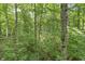 Lush forest scene with tall trees and undergrowth at 2705 S 975 E, Zionsville, IN 46077