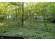 Wooded area with lush greenery and a fallen tree at 6235 Johnson Rd, Indianapolis, IN 46220