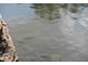 Several fish swimming in a clear pond at 9100 S Us Highway 35, Muncie, IN 47302