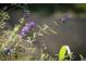 Purple flowers in bloom at 12980 W Mt. Healthy Rd, Columbus, IN 47201