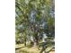 Majestic tree in a lush green yard at 108 W 650 South, Pendleton, IN 46064