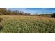 Open land with tall grass and trees at 2620 Wicker Rd, Indianapolis, IN 46217