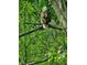 Majestic bald eagle perched high in a leafy tree at 6605 Donnelly Dr, Brownsburg, IN 46112