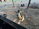 Friendly goat sitting in the barnyard at 8353 N Sr 109, Wilkinson, IN 46186