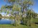 Mature weeping willow tree near pond at , Greenwood, IN 46143