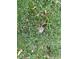 Close-up view of grassy ground cover with fallen leaves at 3149 E 900 S, Flat Rock, IN 47234