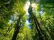 View of tall trees and lush forest canopy at 5356 S Us421, Zionsville, IN 46077