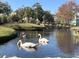 Two swans and geese on a pond near a footbridge at 5905 S Kings Hwy. # 337B, Myrtle Beach, SC 29575