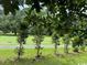 Landscaped yard with manicured lawn and mature trees at 150 Wedgefield Village Rd. # 24, Georgetown, SC 29440