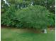Wooded backyard with large tree and grassy area at 562 Blue Stem Dr. # 54R, Pawleys Island, SC 29585