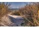 Sandy beach path lined with tall grass leading to the ocean at 1903 S Ocean Blvd. S # 708, North Myrtle Beach, SC 29582