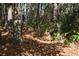 Wooded lot with mature trees and natural landscaping at 2304 Blackbird Ct., Murrells Inlet, SC 29576