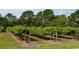 Rows of grapevines in a vineyard at 620 Grateful Dr., Little River, SC 29566